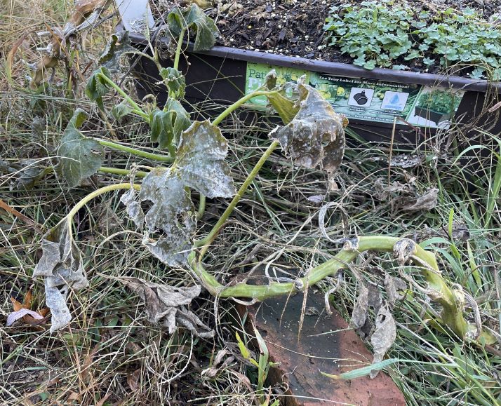 A squash plant with large broadleaf leaves that are all browned and shriveled. The vine is propped on a brick and lying in some browning grass in front of a brown plastic plating container.