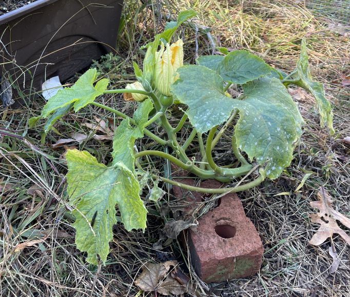 A squash plant with large broadleaf green leaves that have some speckles of disease, and a couple of immature spherical green squashes with flowers still on top of them. It is propped up by a brick and lying in some browning grass next to a brown plastic plating container.